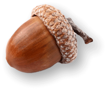 Acorn